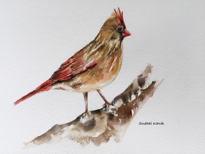 female-cardinal